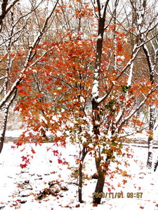 [原创]      冬天没来雪先到    门前枫叶别样红