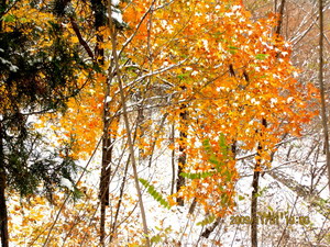 [原创]      冬天没来雪先到    门前枫叶别样红