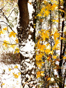 [原创]      冬天没来雪先到    门前枫叶别样红