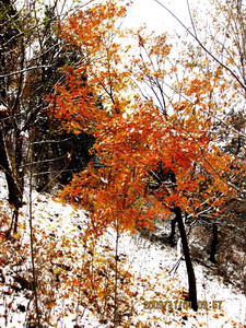[原创]      冬天没来雪先到    门前枫叶别样红
