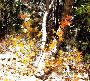 [原创]      冬天没来雪先到    门前枫叶别样红