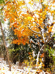 [原创]      冬天没来雪先到    门前枫叶别样红