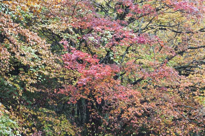 秋游光雾山