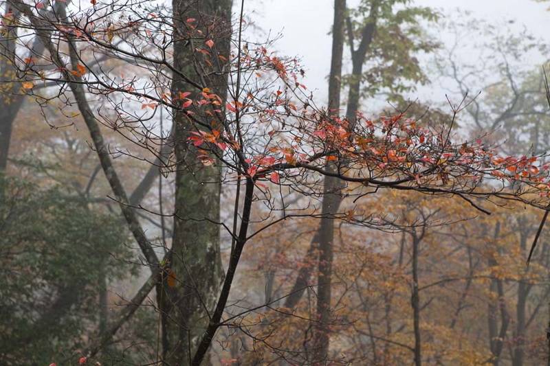 秋游光雾山