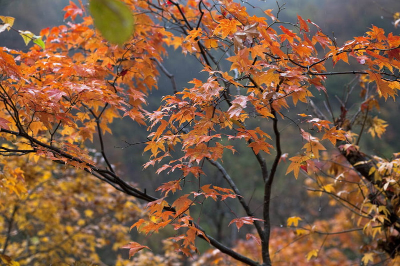 秋游光雾山