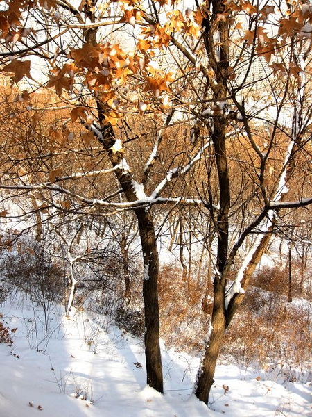 [原创]      冬天没来雪先到    门前枫叶别样红