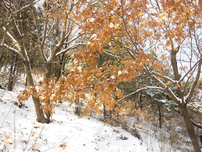 [原创]      冬天没来雪先到    门前枫叶别样红