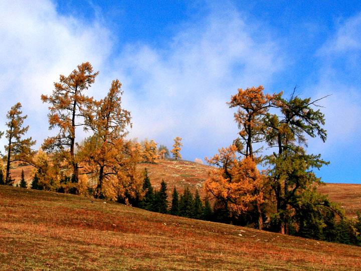 【原创摄影】新疆喀纳斯之秋 (一)