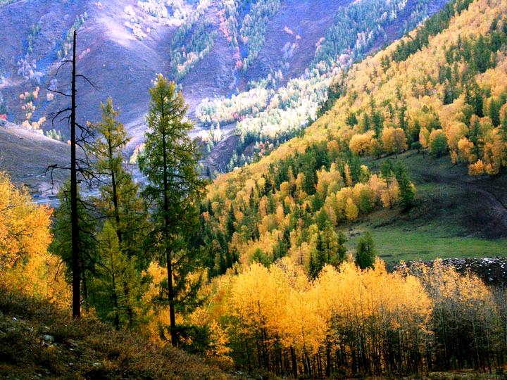 【原创摄影】新疆喀纳斯之秋 (一)