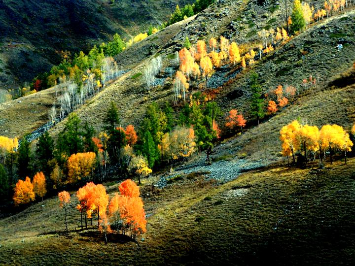 【原创摄影】新疆喀纳斯之秋 (一)