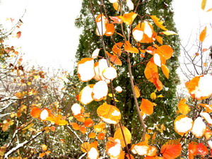 [原创]      冬天没来雪先到    门前枫叶别样红