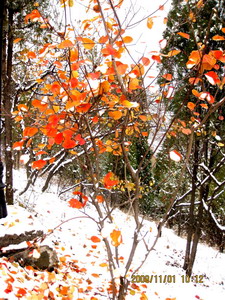 [原创]      冬天没来雪先到    门前枫叶别样红