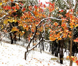 [原创]      冬天没来雪先到    门前枫叶别样红