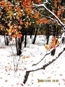 [原创]      冬天没来雪先到    门前枫叶别样红