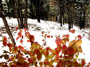 [原创]      冬天没来雪先到    门前枫叶别样红