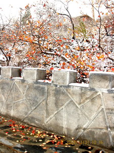 [原创]      冬天没来雪先到    门前枫叶别样红