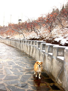 [原创]      冬天没来雪先到    门前枫叶别样红