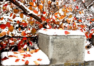 [原创]      冬天没来雪先到    门前枫叶别样红
