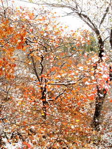 [原创]      冬天没来雪先到    门前枫叶别样红