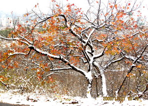 [原创]      冬天没来雪先到    门前枫叶别样红