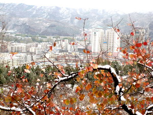 [原创]      冬天没来雪先到    门前枫叶别样红