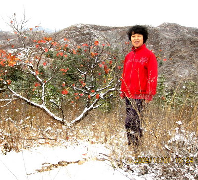 [原创]      冬天没来雪先到    门前枫叶别样红