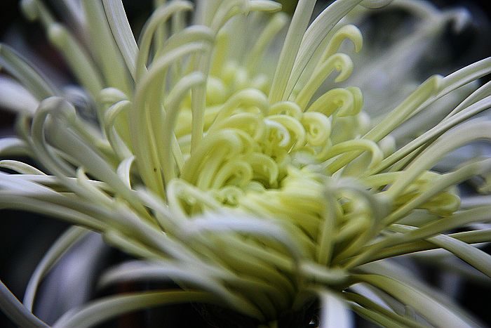 [原创摄影]西湖赏菊
