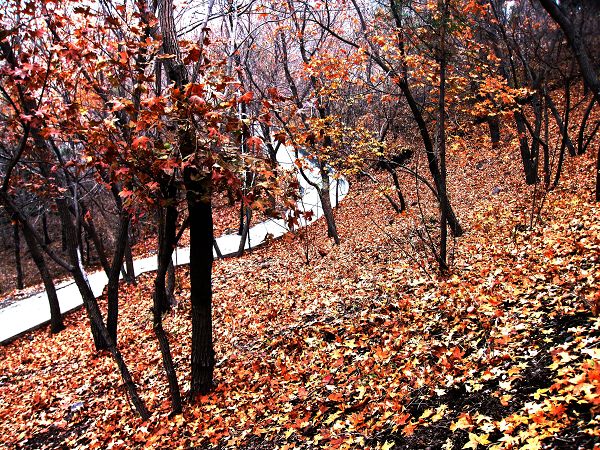 [原创]      冬天没来雪先到    门前枫叶别样红