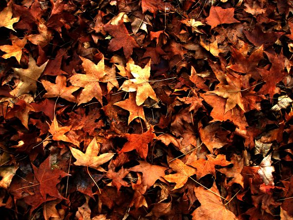 [原创]      冬天没来雪先到    门前枫叶别样红