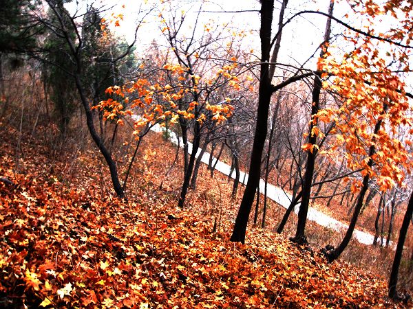 [原创]      冬天没来雪先到    门前枫叶别样红