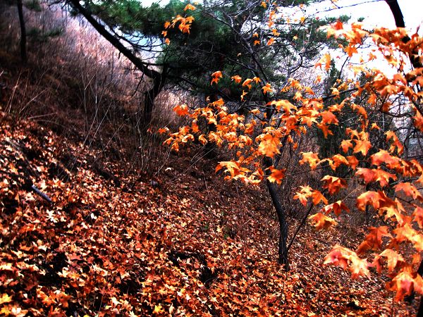 [原创]      冬天没来雪先到    门前枫叶别样红