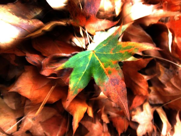 [原创]      冬天没来雪先到    门前枫叶别样红