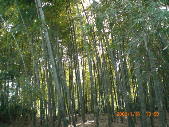杭州植物园