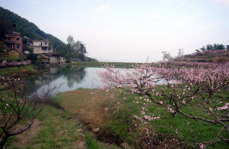 龙门古镇与新登桃花
