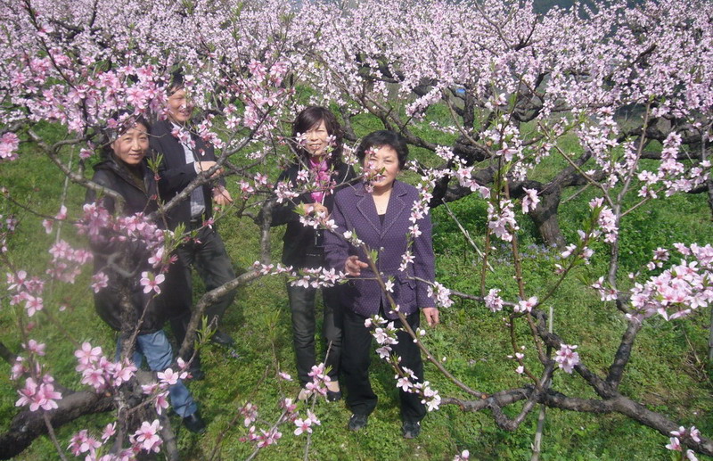 龙门古镇与新登桃花