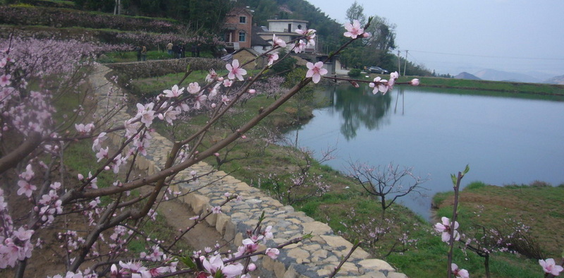 龙门古镇与新登桃花