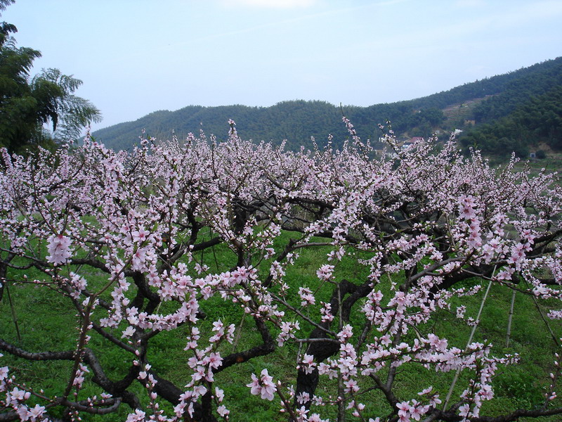 龙门古镇与新登桃花
