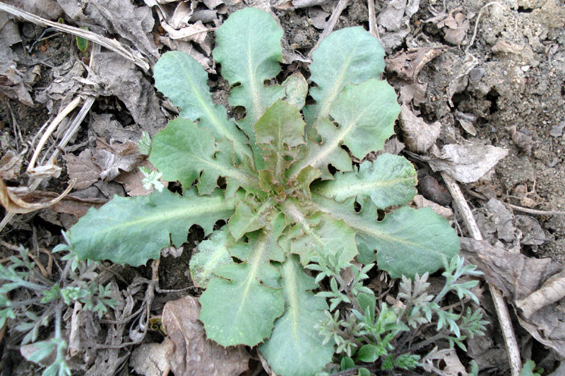 春天到，野菜香，看看你认识和吃过这些野菜吗？