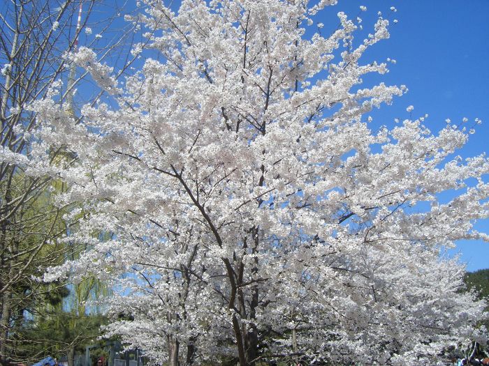 北京的樱花