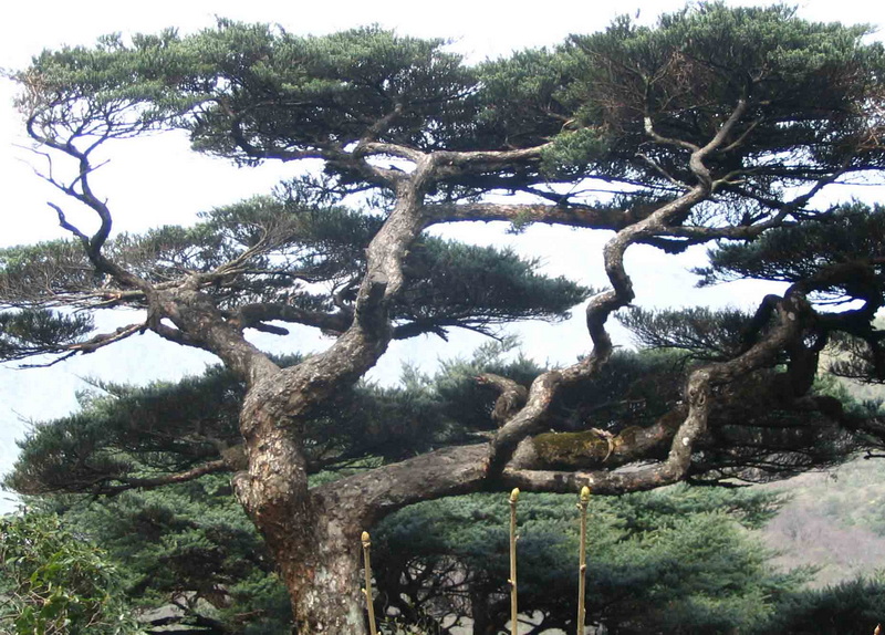 [分享]换肝后重登华南第三高峰元宝山！