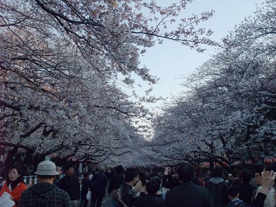 日本赏樱花
