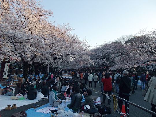 日本赏樱花