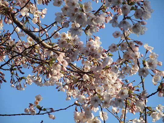 日本赏樱花