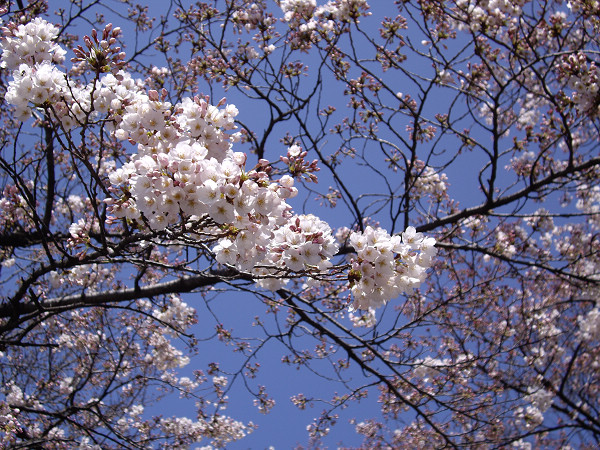 日本赏樱花