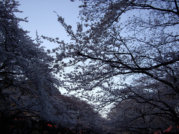 日本赏樱花