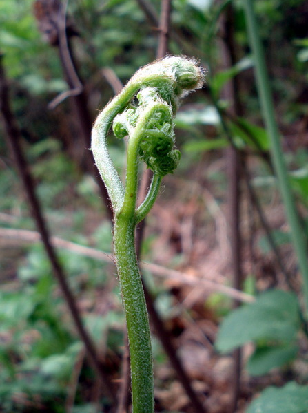 周末和同事自驾游，烧烤、采野菜、赏风景！