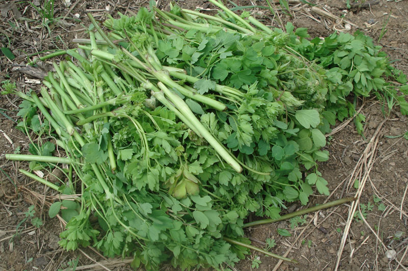 周末和同事自驾游，烧烤、采野菜、赏风景！