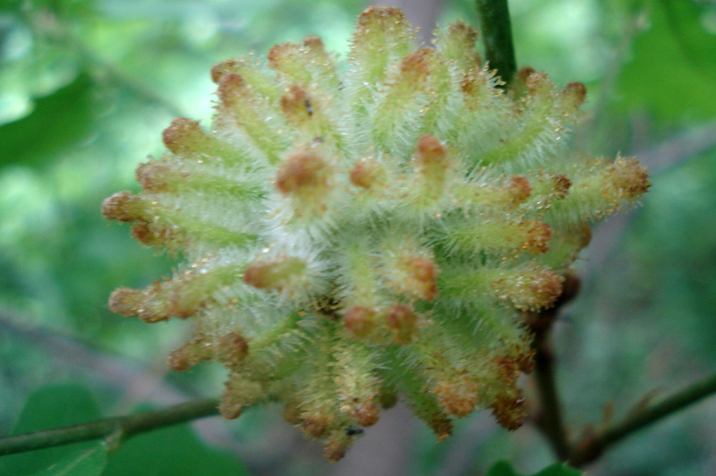 周末和同事自驾游，烧烤、采野菜、赏风景！