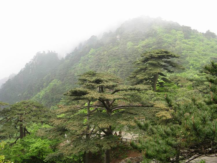 肝友结伴游黄山、相聚三天乐逍遥