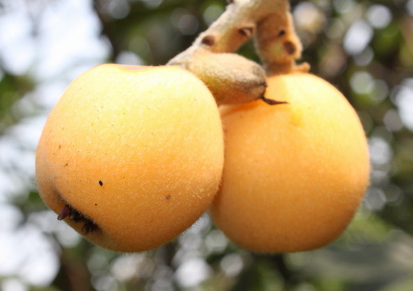[原创]五月江南碧苍苍,蚕老枇杷黄